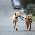 [강아지] ** 문제의 음식 ! ‘보신탕’ 알고 보니... **