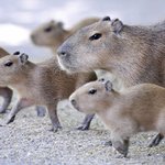 친화력이 대단한 카피<b>바라</b>