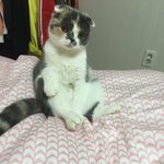 [짜장] 스코티쉬<b>폴드</b> 짜장이