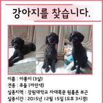 [도와주세요] <b>춘천</b> 강대 근처에서 까만푸들 아롱이를 잃어버렸어요