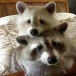 [드루와] +추가))<b>연애혁명</b> 일진미화