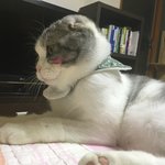 [고양이] [스코티쉬폴드] 안냥<b>하세오</b>, 저는  레오라해오