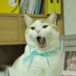 입이 찢어져라 <b>하품</b>하는 고양이