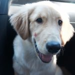 [사랑해마음] 골든리트리버 개마음 성장기 10탄!!!!