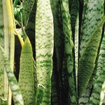 [건강] ** 우리가족 지킴이, ‘공기정화식물’ **