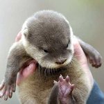 [EXO] <b>수달</b>나잇