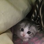 [고양이] [<b>스코티</b>쉬폴드] 심쿵주의 / 아기아기 레오가 왔다옹~