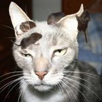 사람처럼 표정이 <b>다양</b>한 고양이