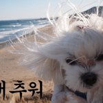 <b>추운</b> 강아지와 고양이