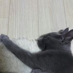 [고양이] 똥꼬발랄 양갱 4 :<b>D</b>