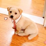 [청국장] 진돗개 믹스 국장이를 보신적 있으신가요?