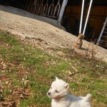 [방탄소년단] 할머니집왔는데 멍멍이이써