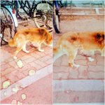 너무한 <b>재미</b>교포분을 신고합니다!!!!!꼭좀