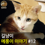 [메룽이<b>집사</b>] 길냥이 메룽이 이야기 #12