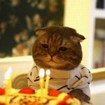 생일<b>파티</b>하는 강아지와 고양이