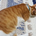 뚱냥이의하루-병상일기