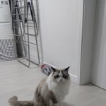 [고양이] <b>미묘</b>냥이 랙돌 고양이 라티를 소개합니다 (랙돌부심주의)