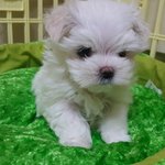 [강아지] 새가족 이랑이가 왔어요!!