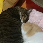 [고양이] 순한 양같은 냥 제시카는 평생 함께할 가족을 기다립니다