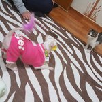 길냥이 범백고양이 팔자예요~~