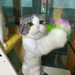 [고양이] [스코티쉬폴드]  장화신은 고양이 레오라옹~