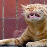 재채기하기 일보 <b>직전</b> 고양이