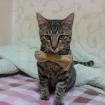 [고양이] 우리집 개냥이 '<b>무늬</b>'