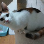 [고양이] 제가 봉사다니는 가온누리 유기묘 <b>쉼터</b> 아이들을 소개합니다...