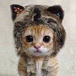 난쟁줌<b>마야</b> 