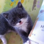 [고양이] 이쁜 양말 신은 냥이 <b>구름</b>이 