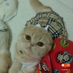 [고양이] 이쁜 울 <b>아가</b>