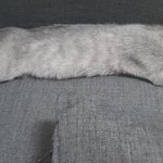 [드루와] <b>러시안</b>블루 애기레이 심쿵사진..