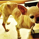 [유기견] [해피빈] 10살,<b>백내장</b>,슬개골탈구 모두가 이별의 이유로...