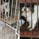 [동행세상] 10년이란 긴세월을 뜬장에서 산 동지