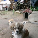 삼시세끼 <b>밍키</b>&amp; 사피근황ㅠㅠㅠ