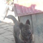 [댓글부탁해] <b>진돗개</b> 같아?
