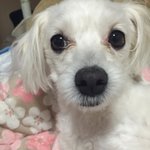 [강아지] 꼭 찾고 싶습니다 .. ㅠㅠ