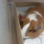 [<b>기니</b>피그] 유기된 <b>기니</b>피그 입양 가능하신분 (천안)
