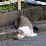 [방탄소년단] 나같은 바순희는 할 수 있는게