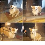 <b>웰시</b>코기 멀티 7 따뜻한 겨울