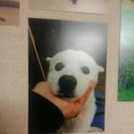 [방탄소년단] ㅅㄷ)내 방에 남의 집 <b>개사진</b>이 있을줄은