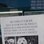 <b>울산</b> 유기견보호소에서 안락사시킨다는 전단지..