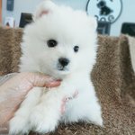 솔직히 <b>포</b><b>메</b> 보단 폼피츠가