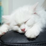 [고양이] 터키쉬앙고라 찹살떡 모모 :<b>D</b>