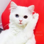 [옹심] 찹쌀떡같은 0.5살 스코티쉬 옹심이에요 :) 6