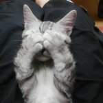 <b>햇빛</b>이 싫어 눈 가린 고양이