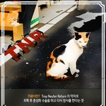 [고양이] 길냥이들 중성화지원사업 같이 참여해요 ㅠㅠ