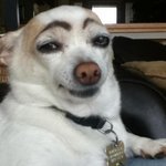 강아지와 고양이의 <b>눈썹</b> 중요성
