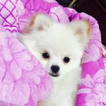 <b>포</b><b>메</b> 진~~~짜 귀욥지