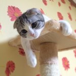 [고양이] [스코티쉬폴드] 넌 레오? 난 <b>루비</b>! ^^